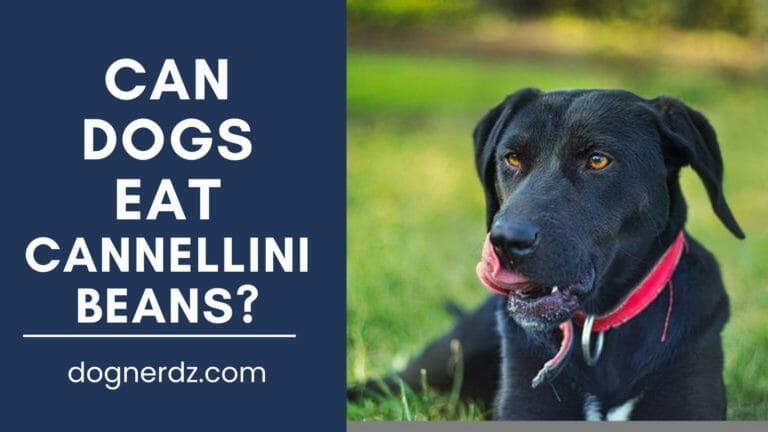 Can Dogs Eat Cannellini Beans?