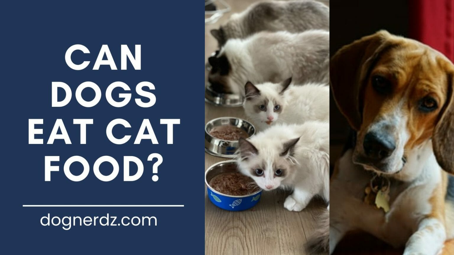Can Dogs Eat Cat Food? Dog Nerdz