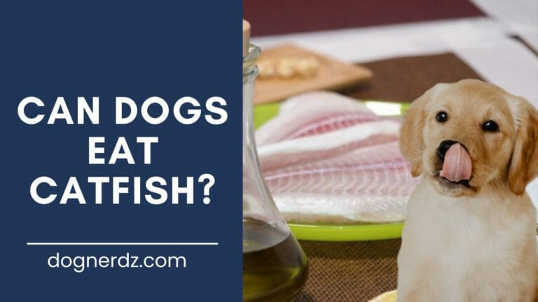 Can Dogs Eat Catfish?