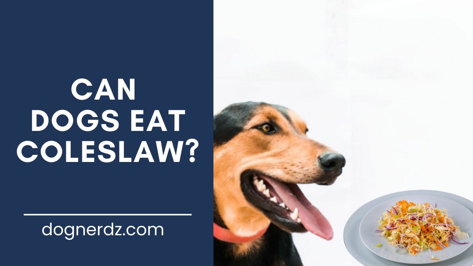 can dogs eat coleslaw?