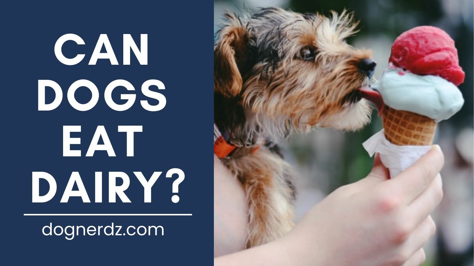can dogs eat dairy?