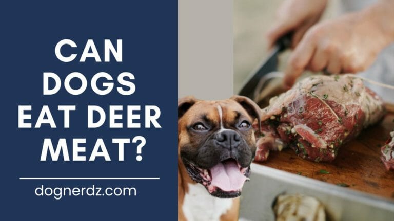 Can Dogs Eat Deer Meat?