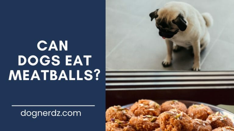 Can Dogs Eat Meatballs?