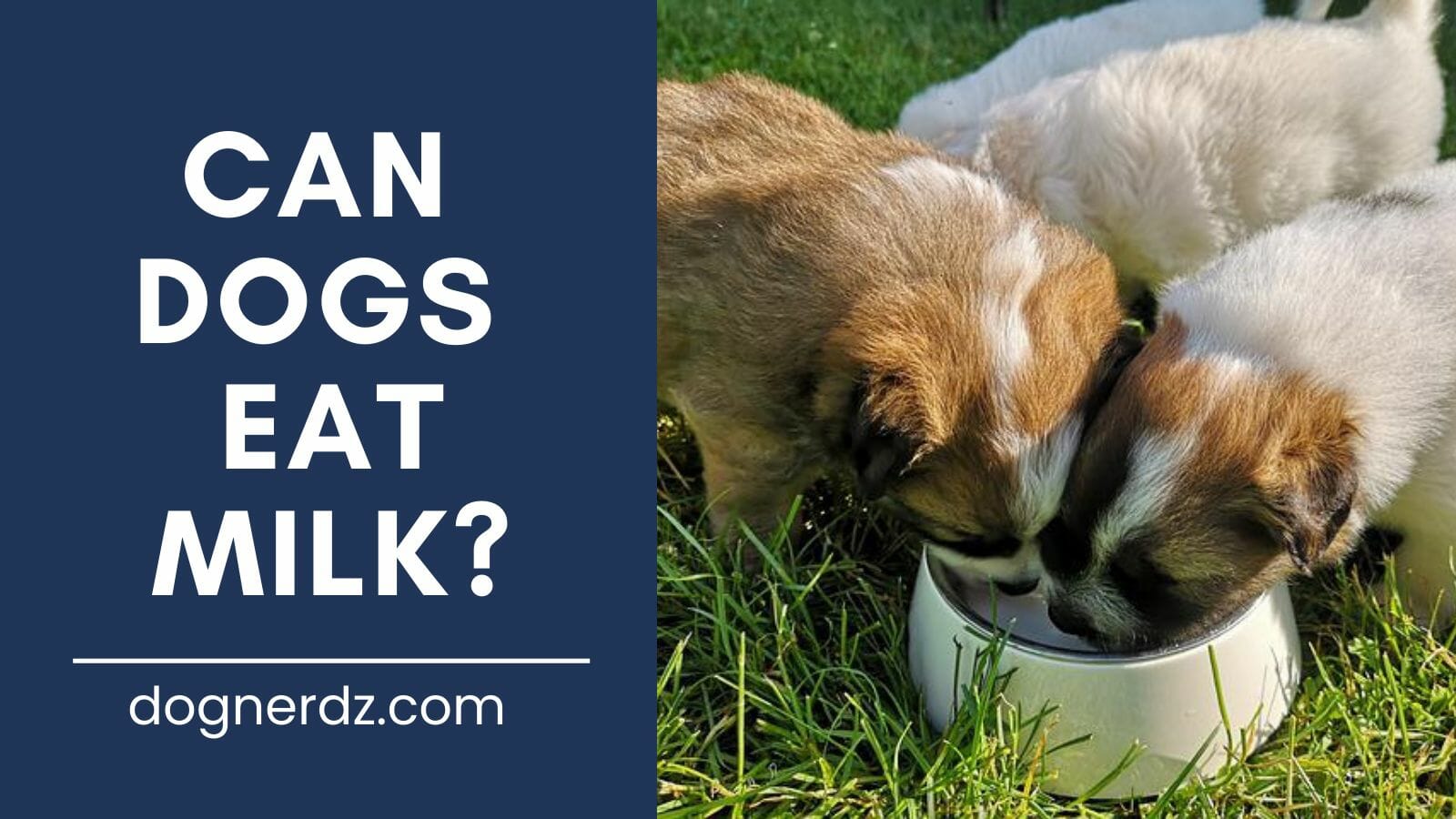 can dogs eat milk?