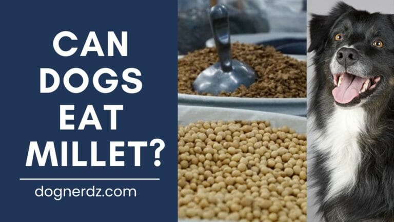 millets as dog food