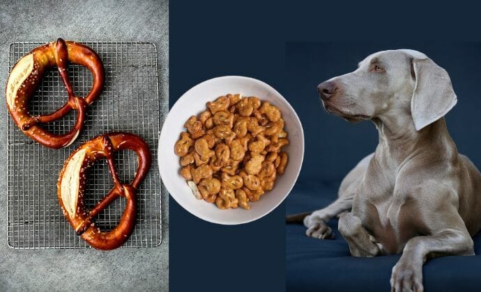 Can Dogs Eat Pretzel Goldfish?