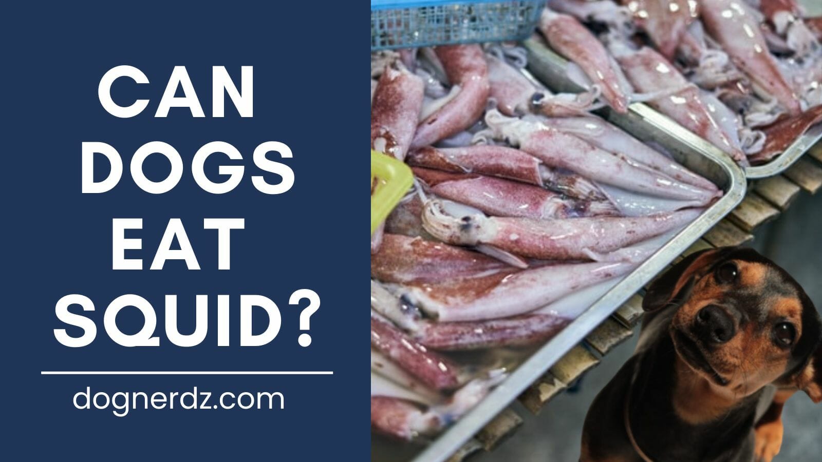 can dogs eat squid?