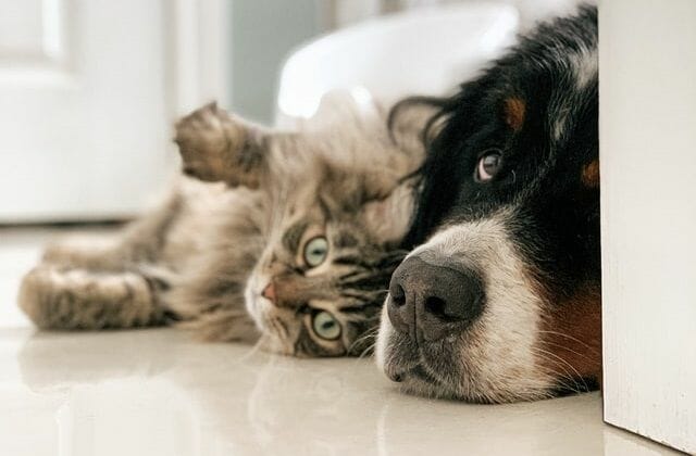 Dog and Cat Together