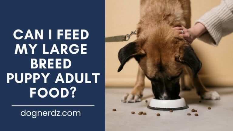 Can I Feed My Large Breed Puppy Adult Food?