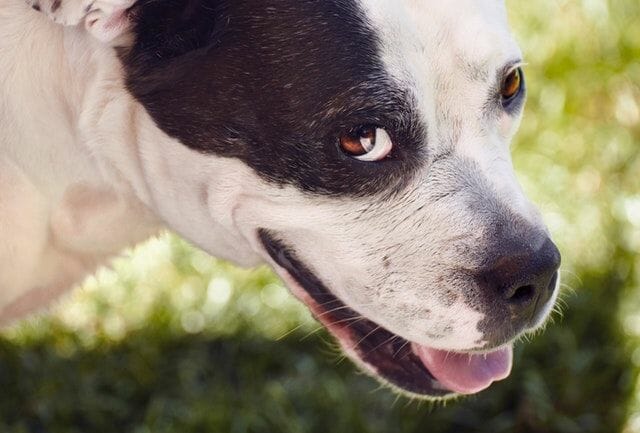 Disoriented Dog Experience Symptoms of Marijuana Ingestion