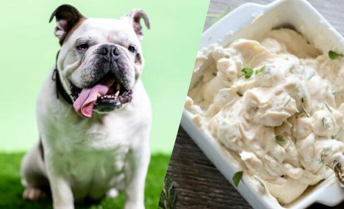 Cottage Cheese Health Benefits for Dogs
