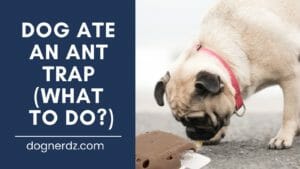 dog ate an ant trap (what to do?)