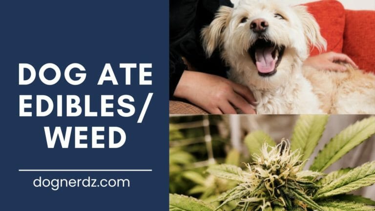 Dog Ate Edibles/Weed