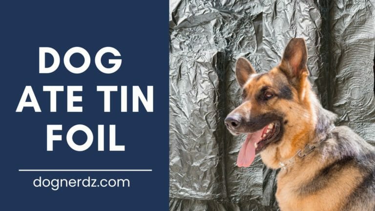 Dog Ate Tin Foil – Oh no! What do I do?