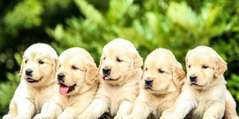 Puppy Dog Breeds