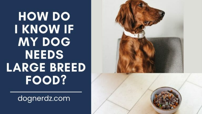 How Do I Know if My Dog Needs Large Breed Food?