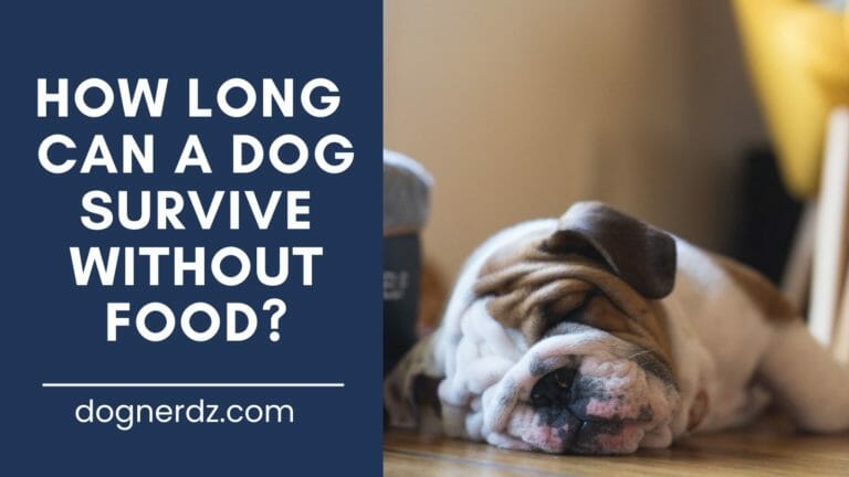 How Long Can a Dog Survive Without Food?
