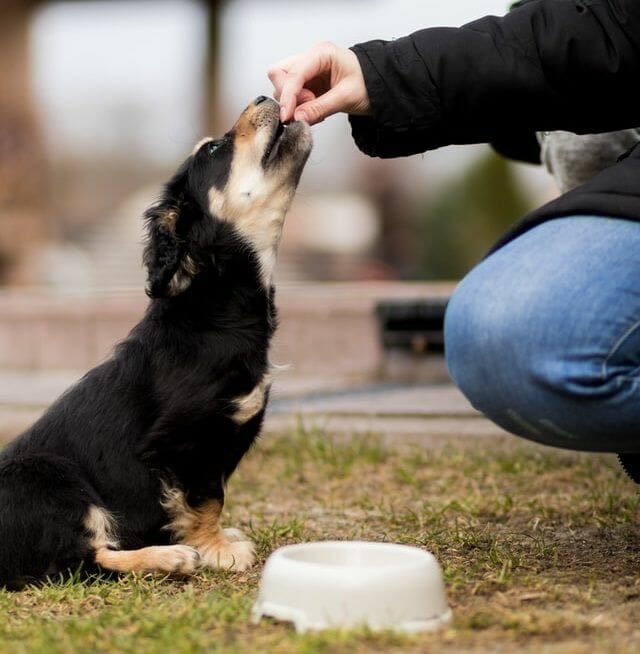 Person Feeding Dog with Small Amount of Food