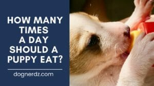 how many times a day should a puppy eat