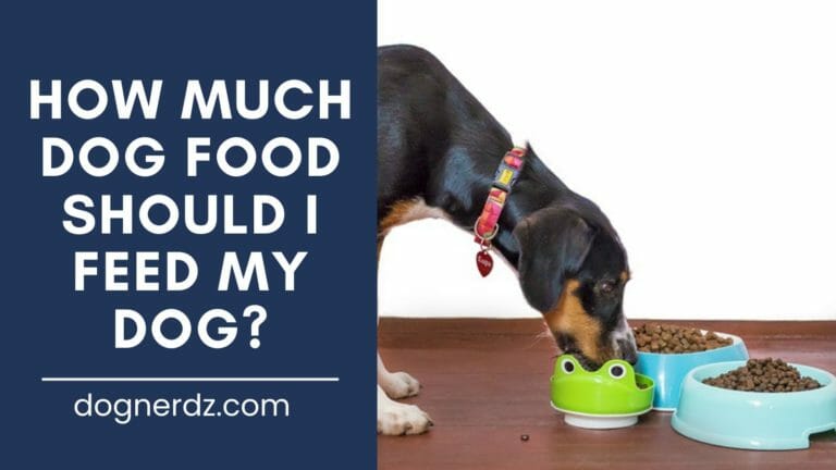 How Much Dog Food Should I Feed My Dog?