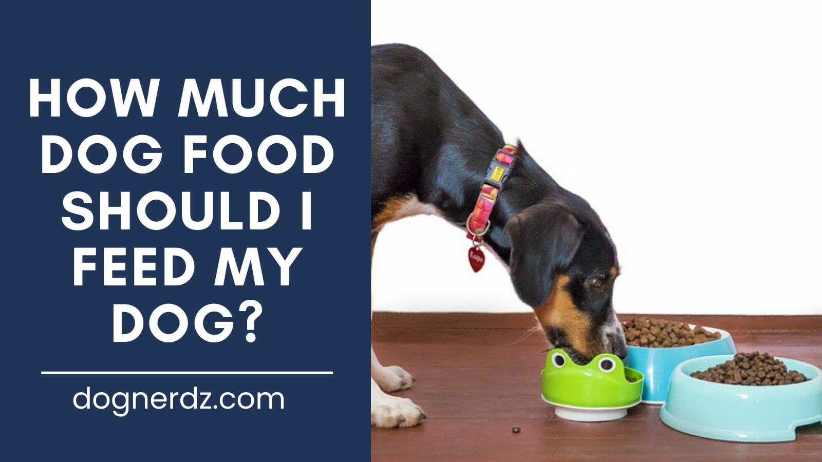 dog feed with a dog food