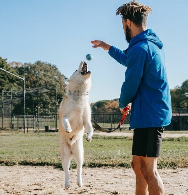 person exercising a dog
