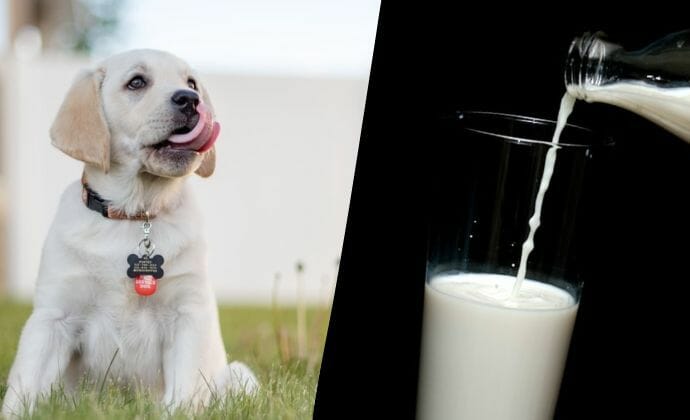 How Much Milk Can Dogs Drink?