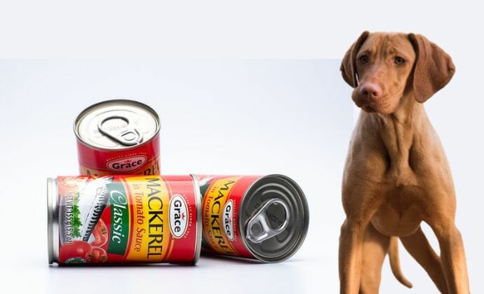 How Often Can Dogs Eat Canned Salmon and Mackerel?