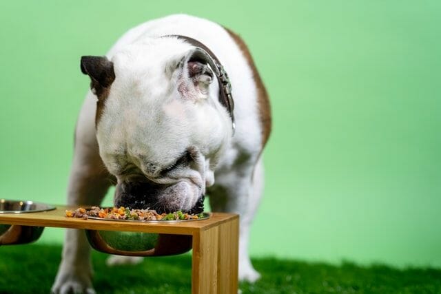 Dog Eating Food from An Established Dog Food Manufacturer