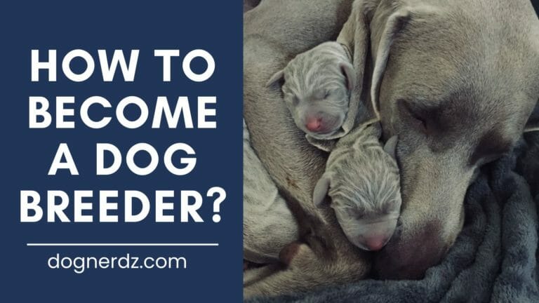 How to Become a Dog Breeder