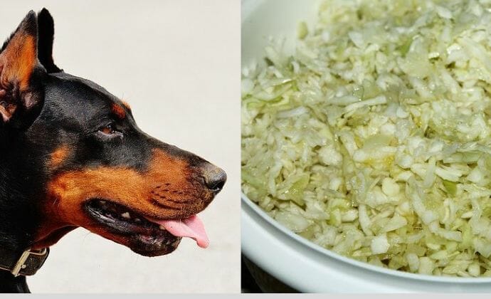 How to Tell if Coleslaw Is Bad for Dogs?