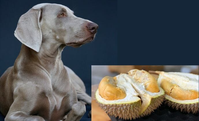 Is Durian Fruit Toxic to Dogs?