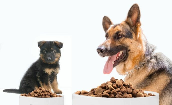 Difference Between Large Breed Dog Food and Other Dog Food
