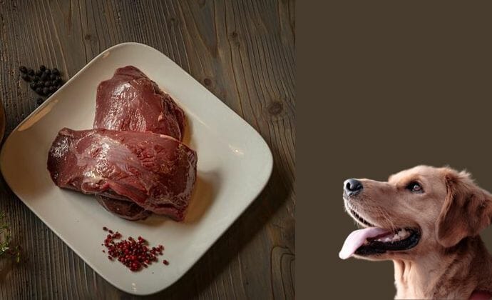 Is Venison Too Rich for Dogs?