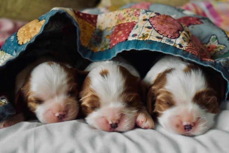 Sleeping Puppies Receiving a Compassionate and Ethical Care from a Dog Breeding Business