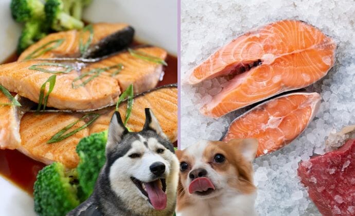 Should I Feed My Dog Cooked Salmon or Raw Salmon?