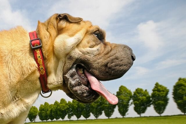 Signs & Symptoms Your Dog May Have Overeaten