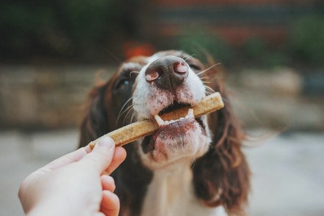 dog eating a treat as a reward for using the pet door