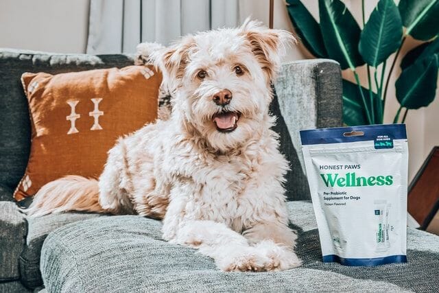 Chicken Flavored Gummies Infused with Marijuana for Dogs
