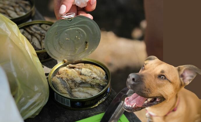 What Are the Benefits of Feeding a Dog Salmon?