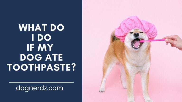 Help! What Do I Do If My Dog Ate Toothpaste?