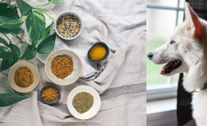 Herbs And Spices That Are Safe for Dogs