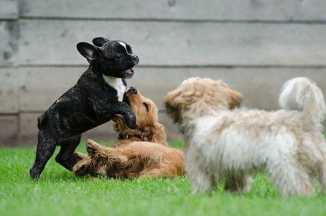 Playing Dogs with Different Breeds
