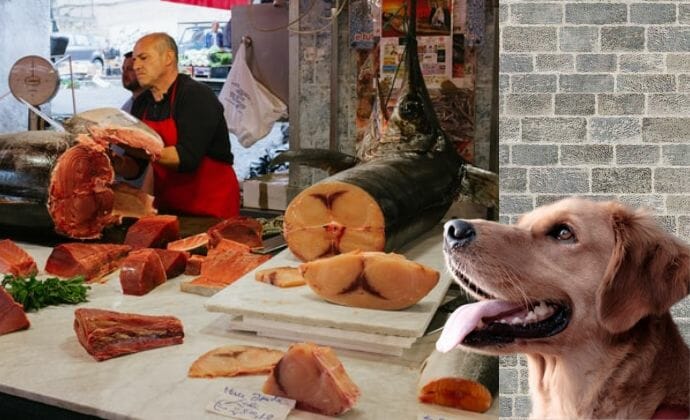 What Seafood Can Dogs Not Eat?