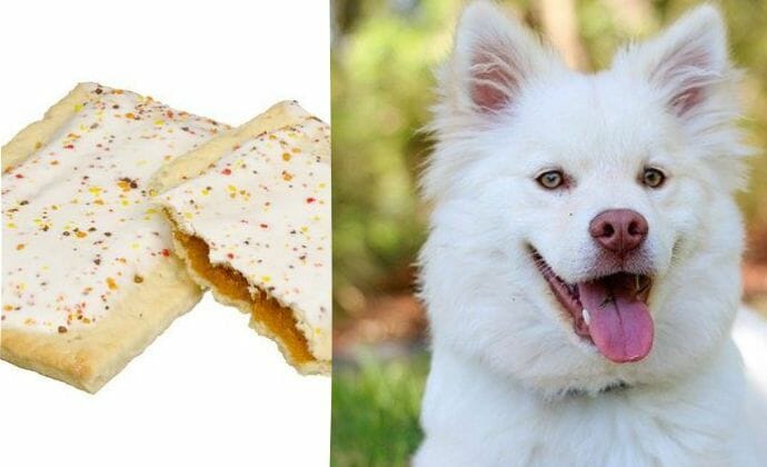 What Should You Do If Your Dog Ate a Pop Tart?