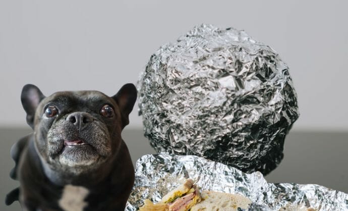Dog Ate Good Smelling Tin Foil