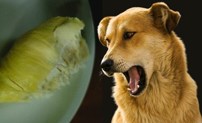 What to Avoid When Feeding Your Dog Durian Fruit