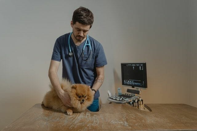 A Veterinarian Checking a Dog