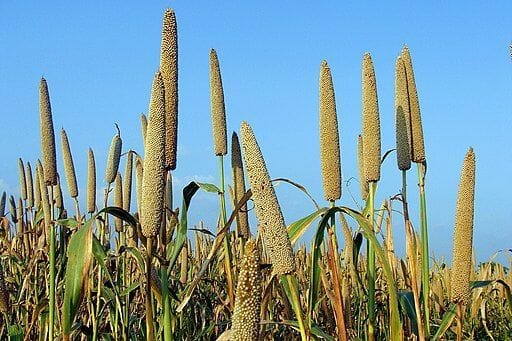 Pearl Millet is Good for Dogs