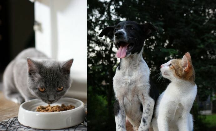 Dog Stares at Cat's Food